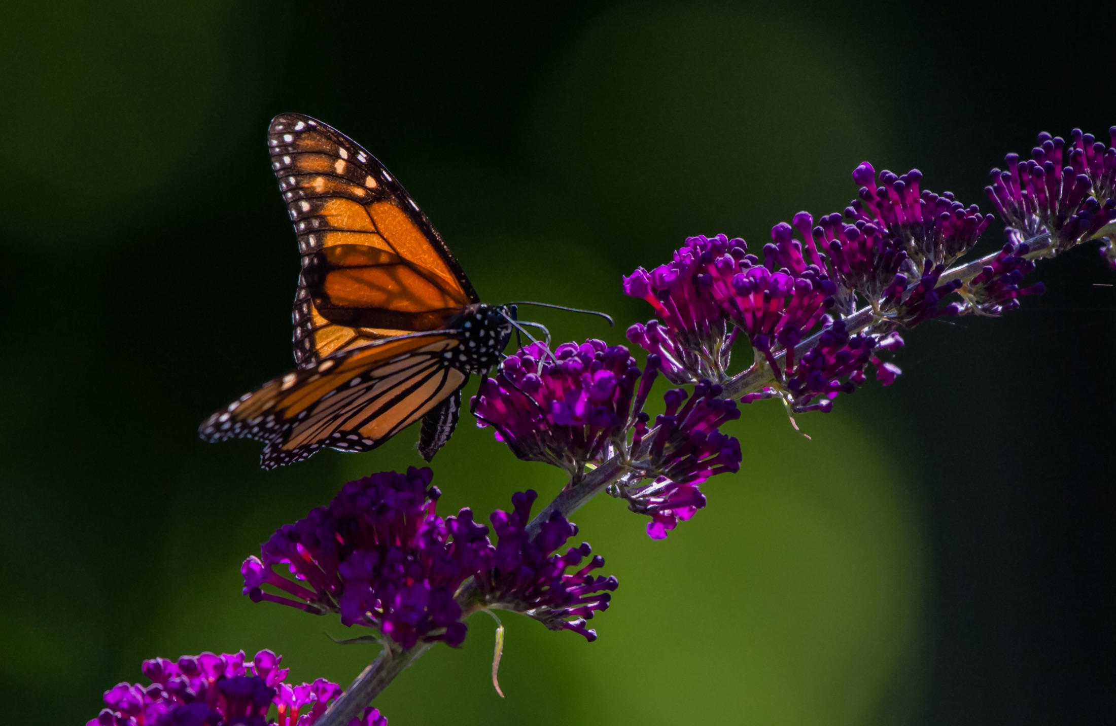 A monarch butterfly resting on a cluster of purple flowers